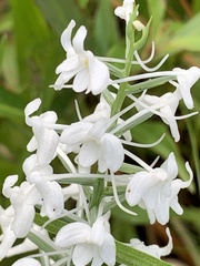 Platanthera nivea