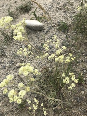 Callophrys affinis