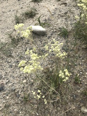 Callophrys affinis