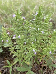 Hedeoma hispida