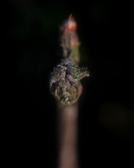 Nicolepeira bicaudata