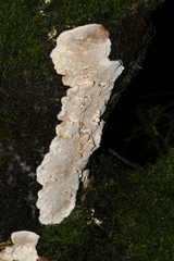 Datronia brunneoleuca