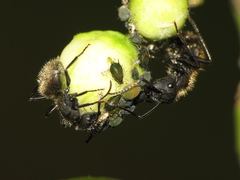 Camponotus mus