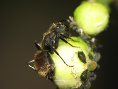 Camponotus mus