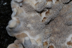 Datronia brunneoleuca