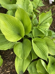 Hosta