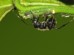 Camponotus mus