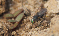 Pinacocerus nodicornis