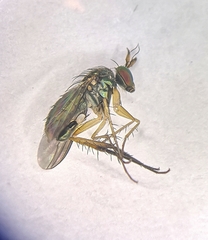 Dolichopus longicornis