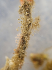 Entoprocta
