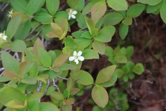 Amelanchier bartramiana