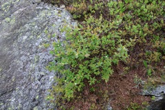 Amelanchier bartramiana