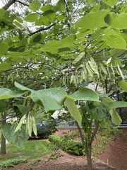 Cercis canadensis