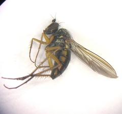 Dolichopus nigricornis