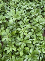 Pachysandra terminalis