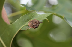 Dryocosmus quercusnotha