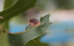 Dryocosmus quercusnotha