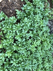Pachysandra terminalis