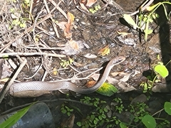 Coluber constrictor latrunculus