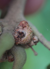 Callirhytis subcostata