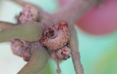 Callirhytis subcostata
