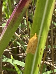 Sparganothis sulfureana