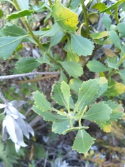 Nidorella ivifolia