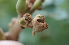 Callirhytis subcostata