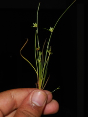 Cyperus squarrosus