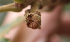 Callirhytis subcostata