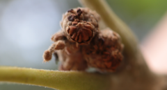 Callirhytis subcostata