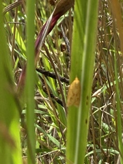 Sparganothis sulfureana