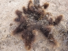 Grusonia kunzei