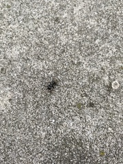 Camponotus pennsylvanicus