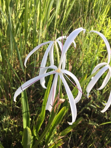 Crinum americanum