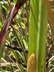 Sparganothis sulfureana