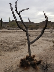 Grusonia kunzei