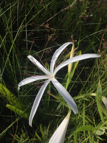 Crinum americanum