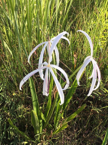 Crinum americanum