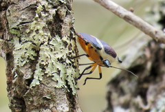 Ramosiana insignis