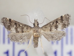 Criophthona trileuca