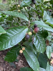 Cordiera myrciifolia