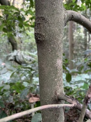 Cordiera myrciifolia
