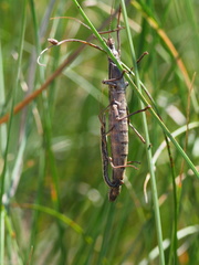 Anisomorpha ferruginea