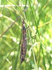 Anisomorpha ferruginea