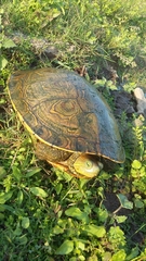 Trachemys ornata