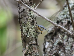 Ramosiana insignis