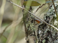 Ramosiana insignis