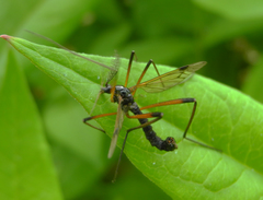 Dictenidia bimaculata