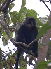 Cercopithecus mitis boutourlinii